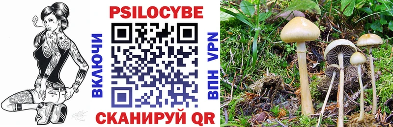 Галлюциногенные грибы Psilocybe  Ногинск 